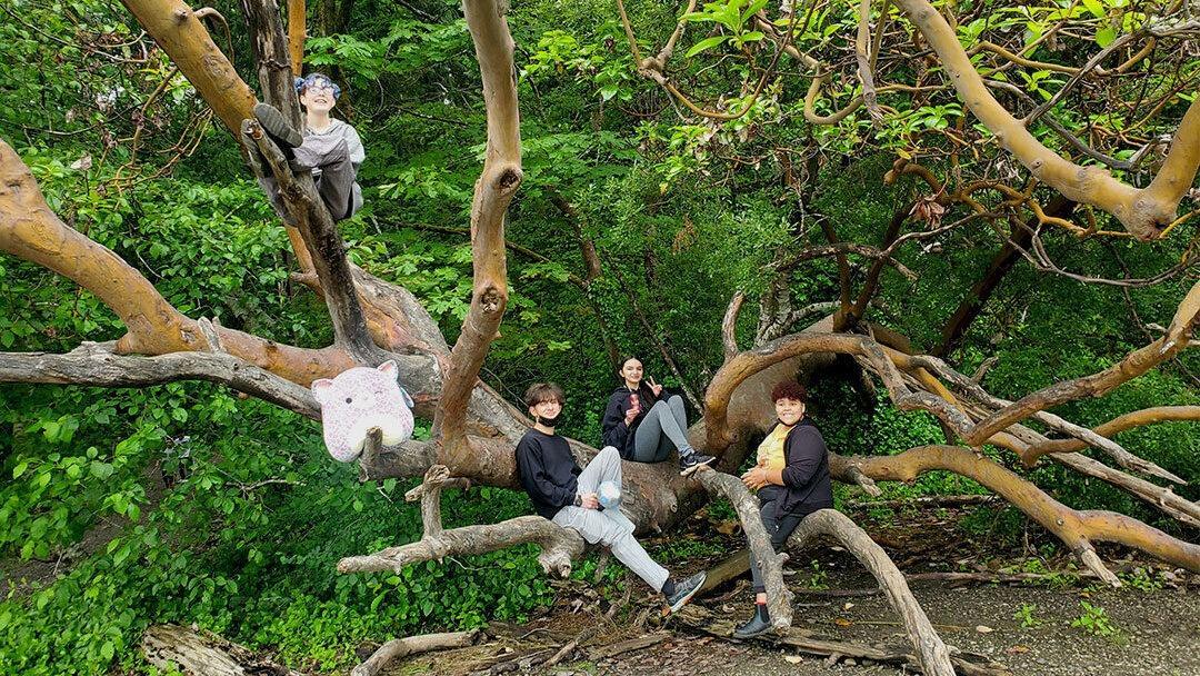 group of young people in a large tree with low branches